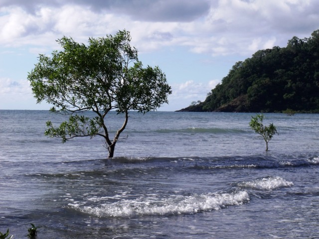 Mangrove trees growing in the sea at high tide, Cape Tribulation.