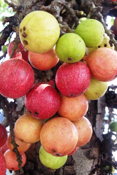 Fruits of Ficus racemosa.