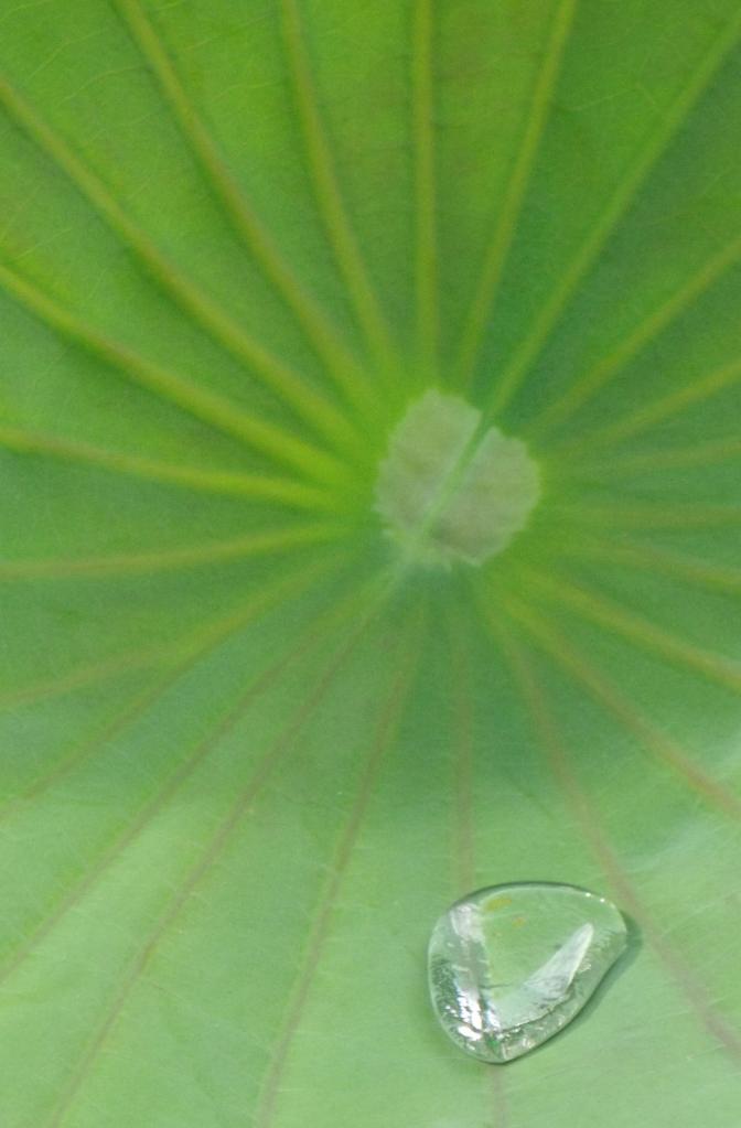 Rain water collected inside a lotus lily leaf