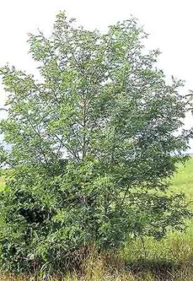 Sesbania sesban - a fast-growing, nitrogen fixing African tree, popular in mixed improved fallows.. Photo: banana-tree.com.