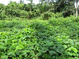 Mucuna pruriens can be used as a cover crop, adding organic matter, nitrogen, and suppressing weeds. Photo: Internationalministries.org.