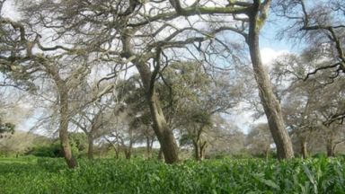 Faidherbia trees may establish faster grown on or around arborloos. Photo: learningenglish.voanews.com.