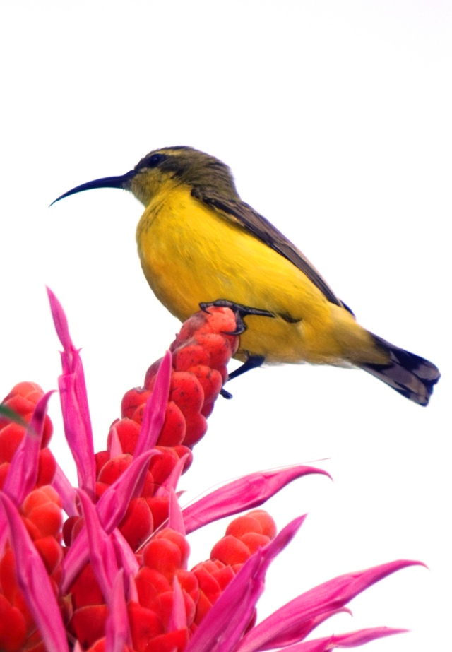 A sunbird visits Aphelandra sinclaireana for nectar.