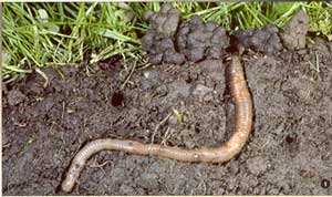 Earthworms, Compost, Mulch, Water, Salinity