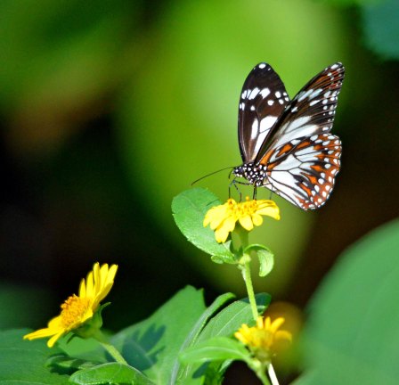 A butterfly visits the flowers of an Australian native Wedelia.
