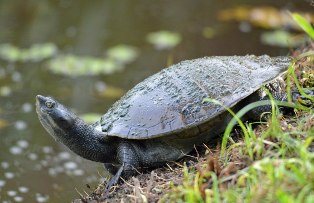 Short-necked Turtle. Freshwater lake, Cairns. Photo: David Clode.
