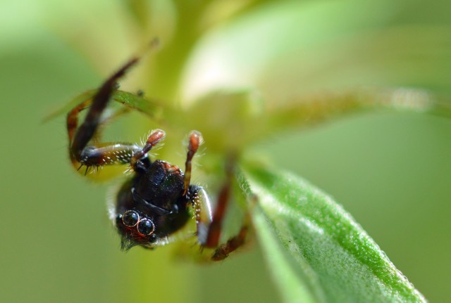 Jumping Spider. Photo: David Clode.