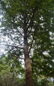 A Grevillea robusta tree which I planted in Tecoma, Melbourne, Victoria, Australia.