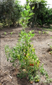 Pigeon pea being used as a support for a tomato plant. Shannon Drive,Bayview, Cairns