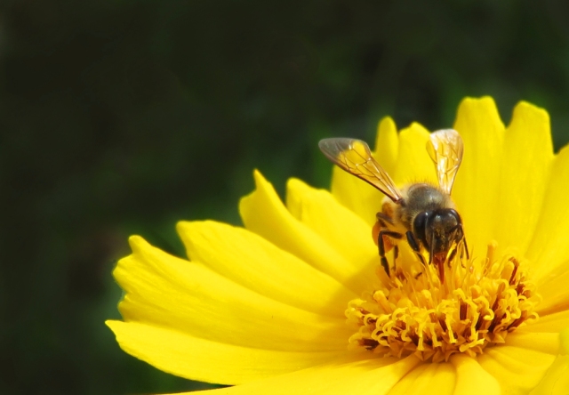 A honey bee visits a gaillardia flower. Photo: David Clode