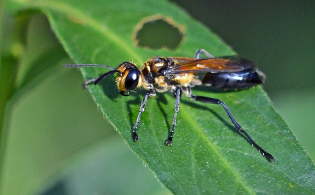 Digger wasp. Sphex cognatus.