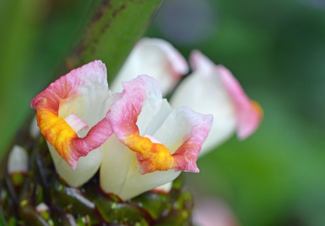 A flower in the ginger family. Cairns Botanic gardens. 