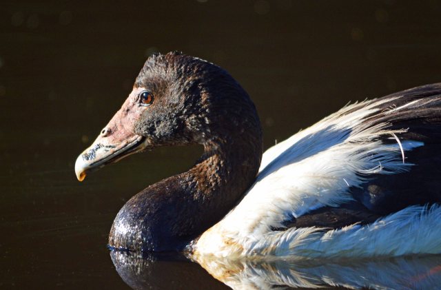 Magpie Goose. Photo: David Clode.