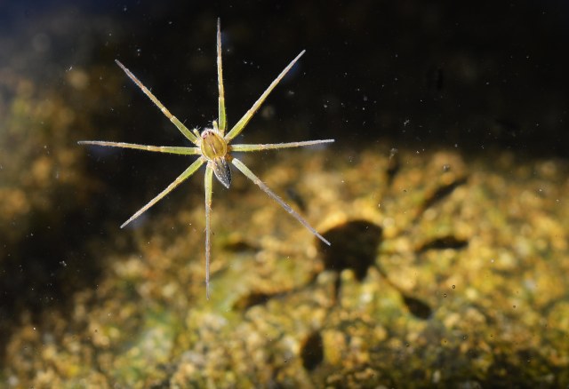 Water spider sitting on the surface of the water, with its shadow falling on the rock beneath the surface of the water. Cairns Botanic gardens. Photo: David Clode.