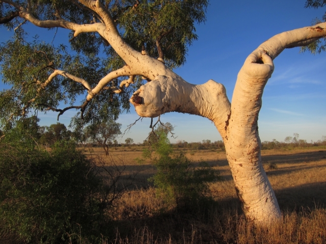 Ghost gum, Central Australia. Photo: Bryan clode.
