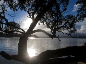 Eucalyptus tree. Photo: Bryan Clode.