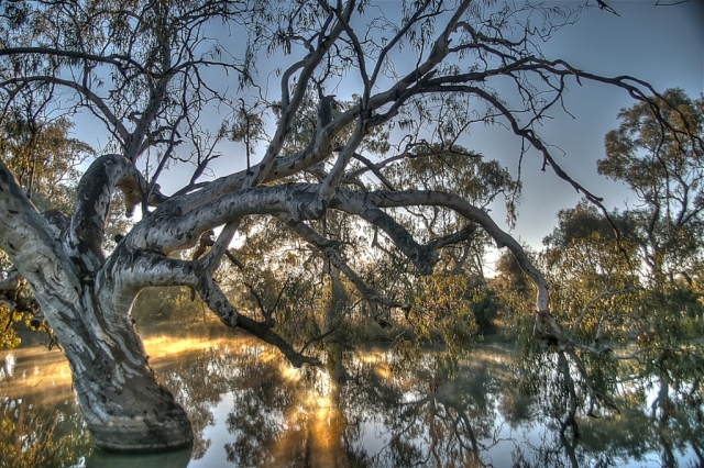 River Red Gum Eucalyptus camaldulensis. New South Wales.Photo: Bryan Clode.