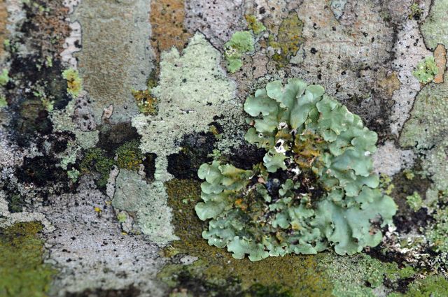 The presence of a wide diversity of lichens is often an indication of an unpolluted atmosphere. growing on a tree trunk in Kuranda, Australia. Photo: David Clode.