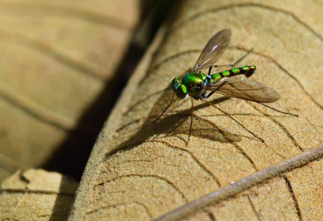 Dolichopodid Fly Austrosciapus sp.? Cairns Botanic gardens. Photo: David Clode.