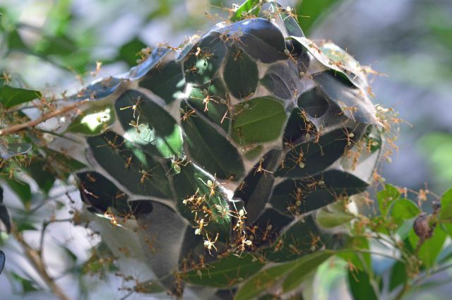 Green ant nest. The full name of these ants is the green leaf-weaving ant. Cairns. Photo: David Clode.