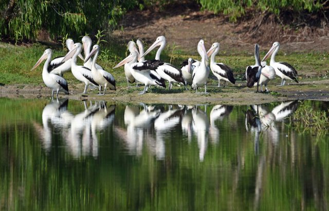 Pelicans, Kingfisher lake, Cattana Wetlands. Photo: David Clode.