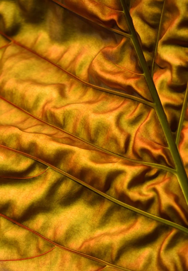 Backlit leaf. The colour is fairly accurate. Cairns Botanis gardens. Photo: David Clode.