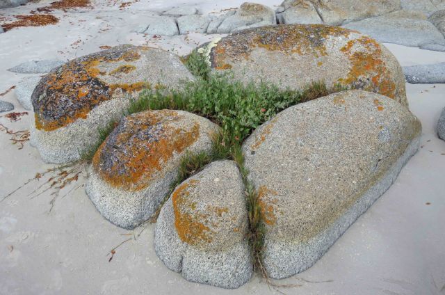 Natural rock garden, Beerbarrel beach, Tasmania. Photo: david Clode.