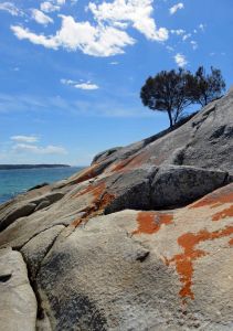 Growing on rocky ground. Coast She-oak looking like stone pines on the Mediterranean. Burns Beach, Tasmania. Allocasuarina verticillata.