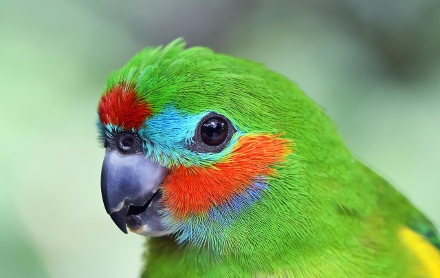 Double-eyed Figparrot. Birdworld Kuranda. Photo: David Clode,