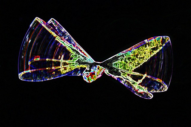 Neon Dragonfly. Photo: David Clode.