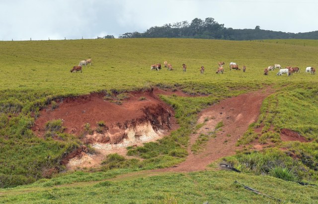 Gully erosion caused by allowing stock access to an are which should never have been deforested and should have been fenced off. Cathedral fig road, Atherton tablelands. Photo: David Clode.