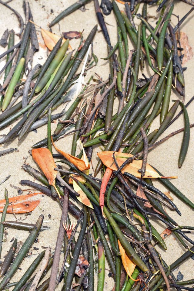 Mangrove seeds washed up on a beach. Photo: David Clode