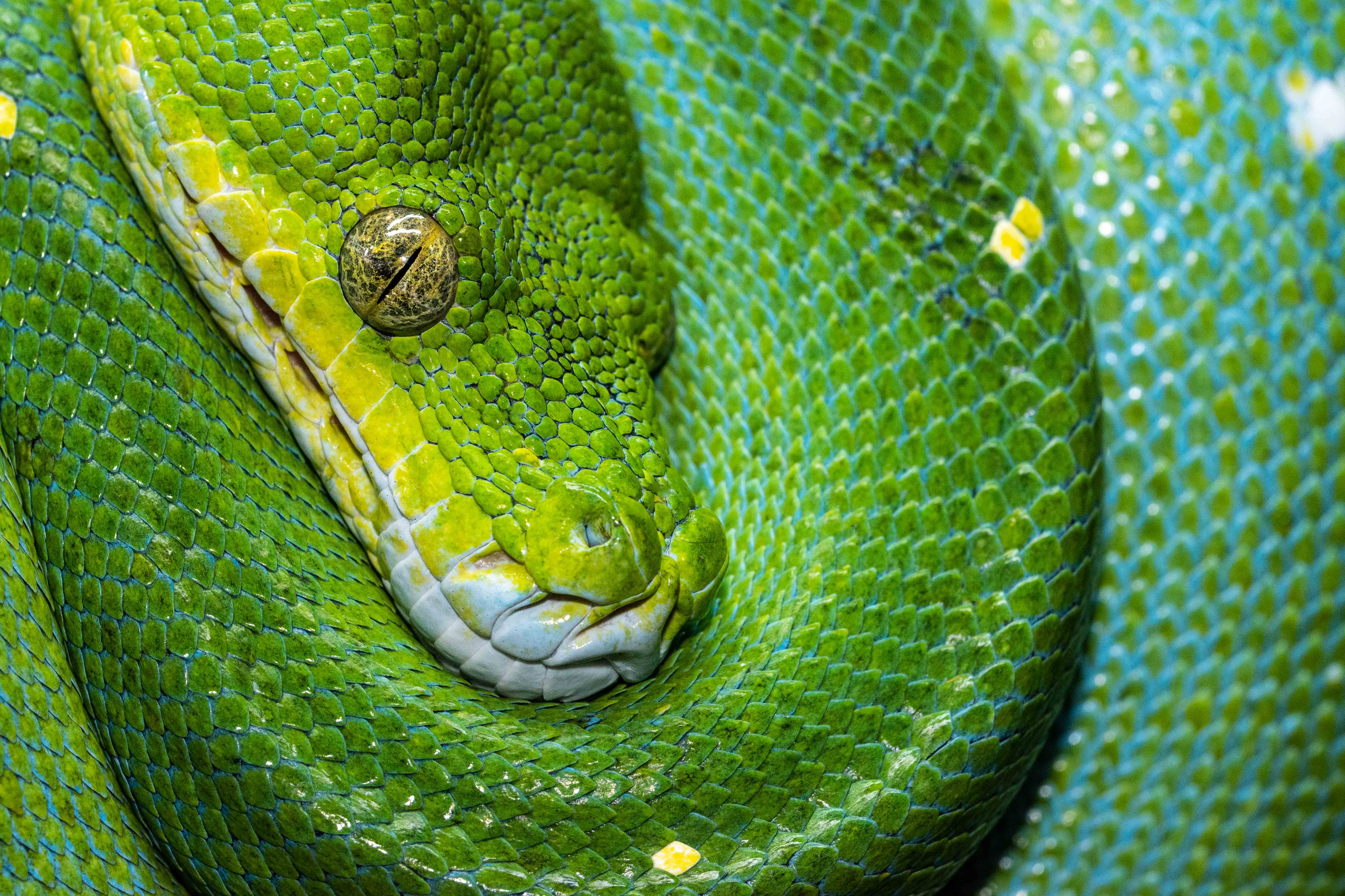 Зеленая змейка. Чешуйчатые змеи пресмыкающиеся. Зеленый питон (Morelia viridis). Чешуйчатый полоз. Чешуя змеи.